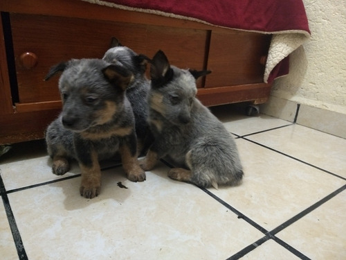 Cachorros Pastor Australiano Ovejero 