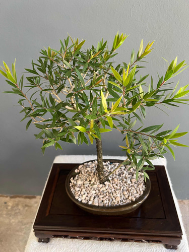 Bonsai Planta Limpia Tubos 14 Años 35 Cm Maceta Esmaltada N4