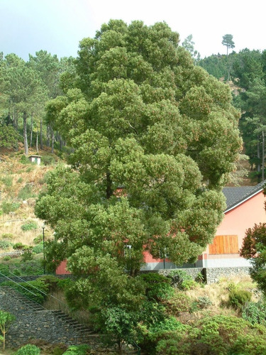 10 Semillas De Árbol Acacia Japonesa