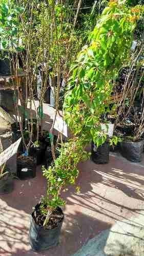 Cissus ( Enredadera ) , Cissus Duarteana 1.40 M