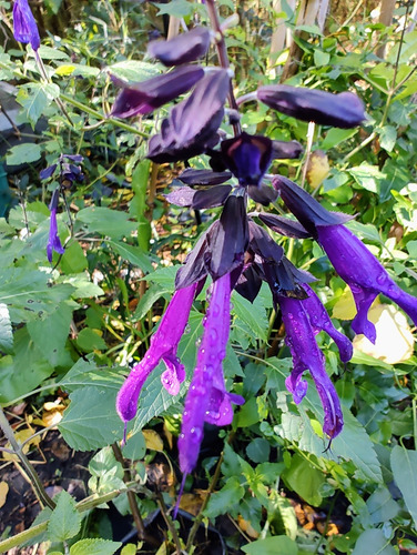 Salvias Involucrata, 10 Plantas