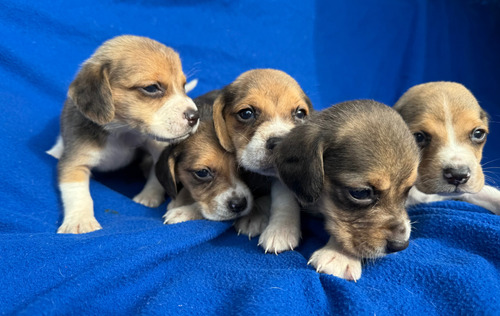 Cachorros Beagle Tricolor (Usado)