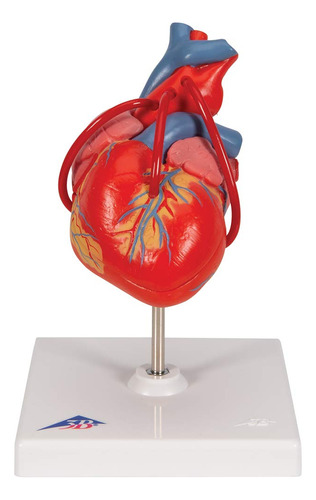 3b Scientific G05 Corazón Clásico Con Bypass De 2 Partes - 3