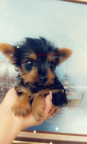 Cachorrito Yorkshire 550 Yorky Mini Toy Puro Y Lindo