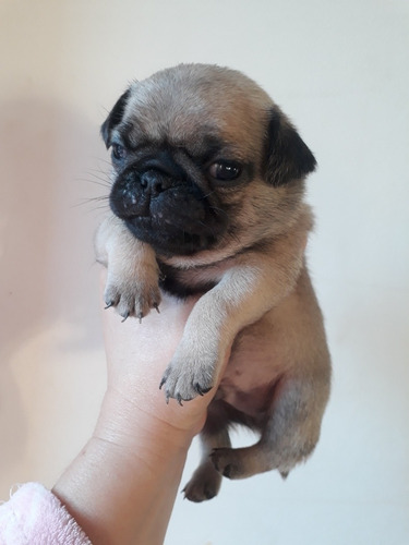 Imagem 2 de 2 de Pug Fêmea