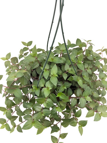 15 Plantas Tradescantia Fluminensis En Maceta N12