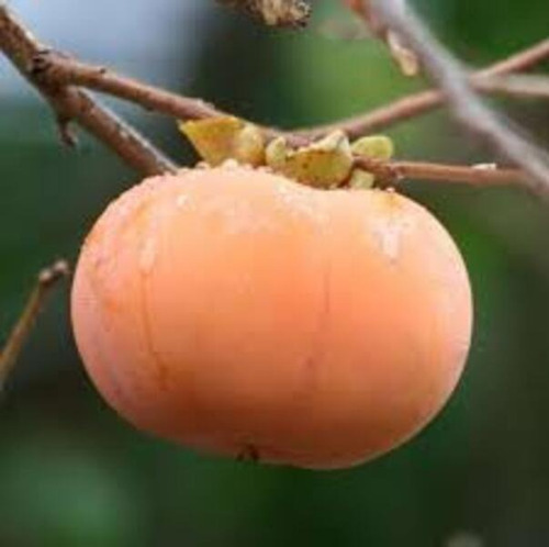 Planta De Caki Fuyu