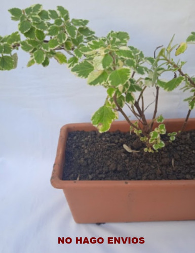 Jardinera - Planta ( Incienso ) ... No Hago Envios
