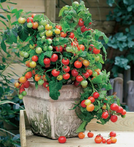 Sementes De Tomate Mini Bell - Ideal Para Vasos Ou Cestas!!!