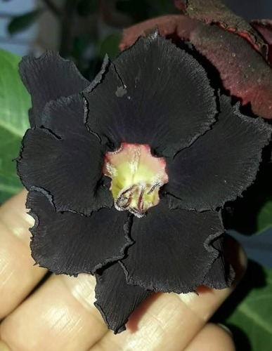 Kit 18 Sementes Rosas Do Deserto Negras Mistas Para Mudas