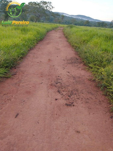 Imagem 14 de 15 de Fazenda À Venda Em Pindorama Do Tocantins - To-de 207 Alqueirões (pecuária) - 1693