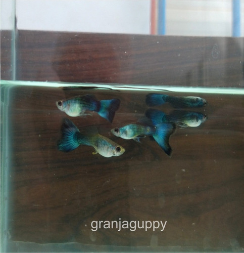Imagen 5 de 6 de Peces Pez Guppys - Cobra Rojo - Red Cobra