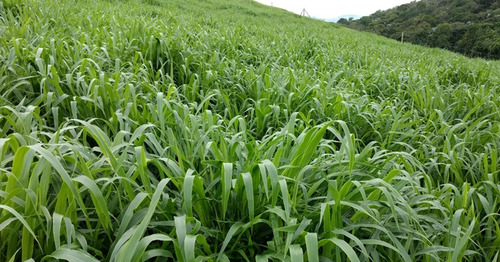Adubo Para Pasto 20 Litros - Fertilizante Npk 10x10x10