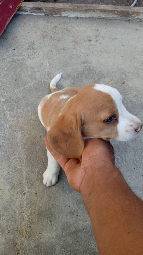 Hembras Beagles Bicolores