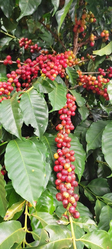 Café Especial Torra Clara Em Grãos 100% Arábica