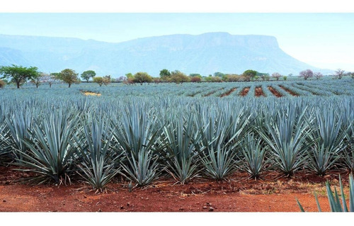 Tequila Cosmico Añejo Cristalino 100% 375 Ml