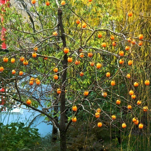 Imagen 2 de 2 de Arbol Cerezos Injertados Envios A Todo Chile