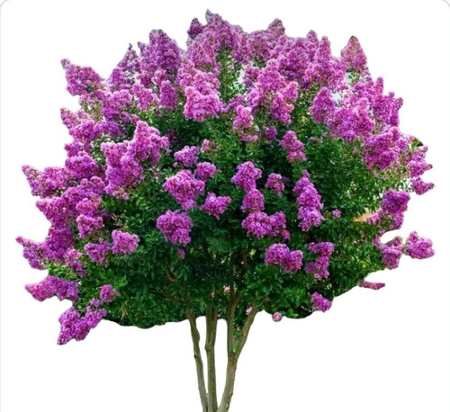 Lagerstroemia Crespon Arbol De Jupiter 3 Metros En Flor