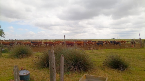 Imagen 2 de 6 de Venta - 516 Ha A 12 Km De Vicuña Mackenna - Ruta 7
