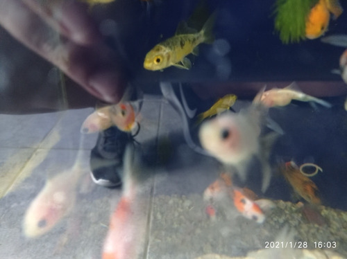 Imagen 10 de 11 de Combo Peces De Agua Fría. Acuario Aquariumba