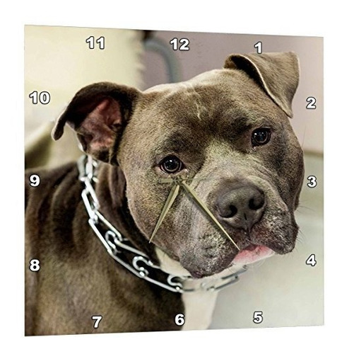 3drose Pit Bull Con Collar De Cadena - Reloj De Pared, 13 Po