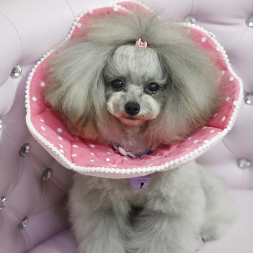 Cono For Mascotas For Perros Y Gatos Collar Isabelino