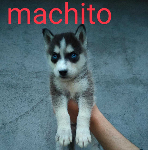 Husky Siberiano Puros