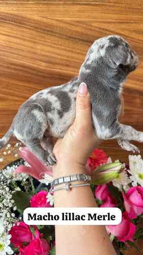 Doberman Exóticos Merle Con Gen Albino Opcion Akc Con Chip Macho Lillac Merle