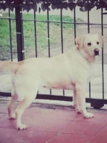 Imagen 4 de 9 de Cachorros Labrador