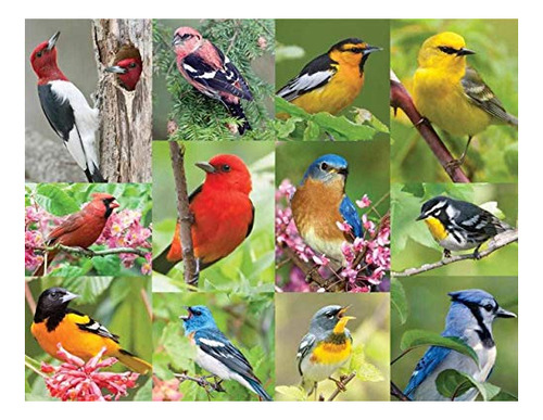 Aves De Rompecabezas De Una Pluma, Gysui