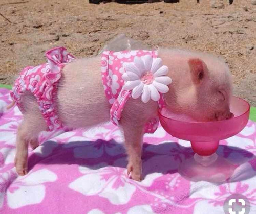 Mini Porco Mini Pig