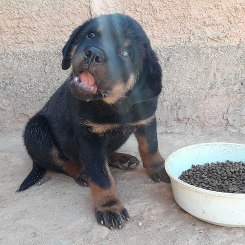 Filhotes De Rottweiler (pedigree)