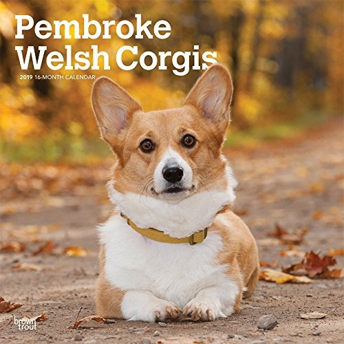 Pembroke Welsh Corgis 2019 12 X 12 Pulgadas Mensual Cuadrado