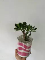 Comprar Terrario De Plantas, Mini Jardín Suculentas Cactus Y Mas