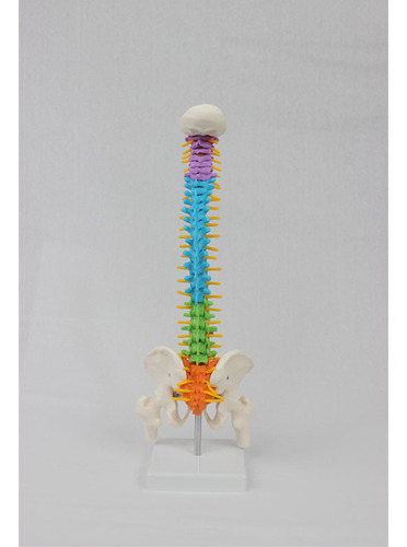 Columna Vertebral De Color Medio Con Huesos De La Pierna Pél