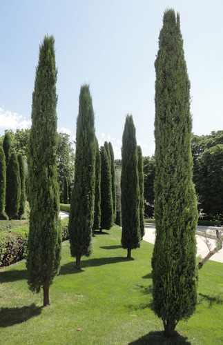 Pino Piramidal / Ciprés Columnar / Árbol Planta Ornamental