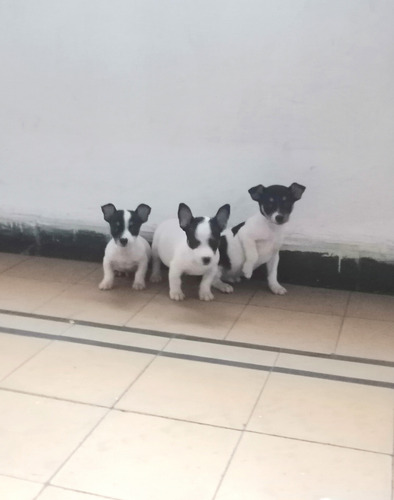 Fox Terrier Ratoneros Machos Blanco