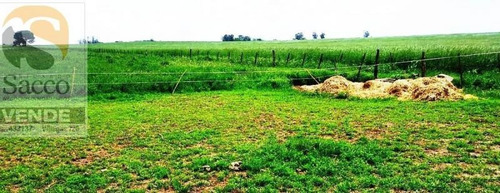 Imagen 4 de 14 de Campo Agrícola Ganadero En Venta En #pellegrini