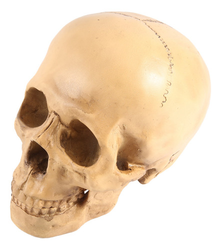 Modelo 1:1 Decoração De Ensino Anatômico De Crânio Humano Em