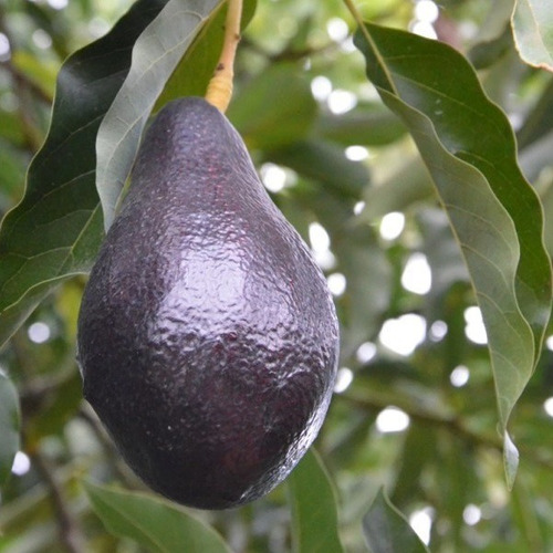 Palta Palto Negra De La Cruz Árbol Frutal Injertado