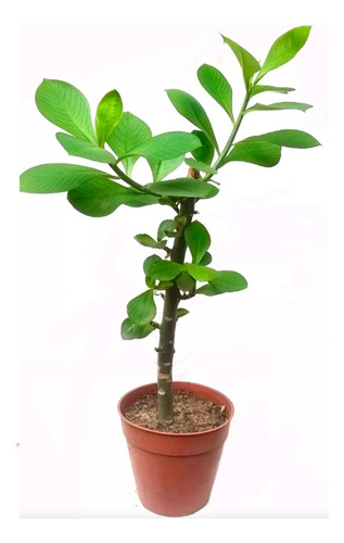 Phorbol Planta De La Vida Planta