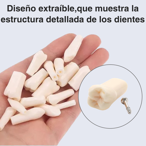 Paquete De Dientes 32 Dientes Tipodonto Con Destornillador Y Tornillos Modelos Anatomicos Para Nissin 32 Dientes Tipodonto
