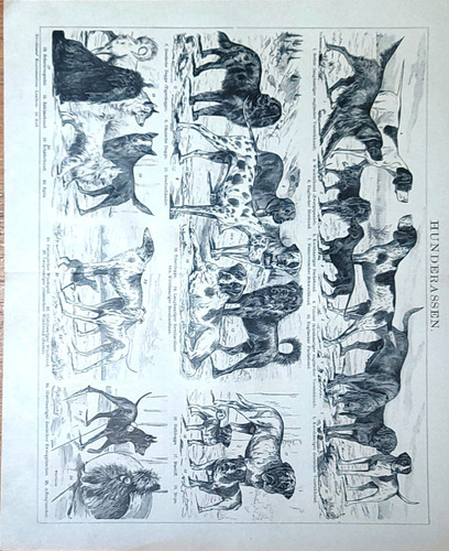 Razas De Perros, Lámina 1895 Litografia Original (alemán)