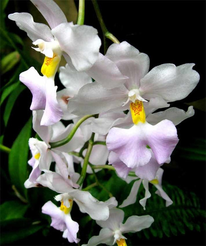 Paquete De Orquídeas Variadas Con Envío 