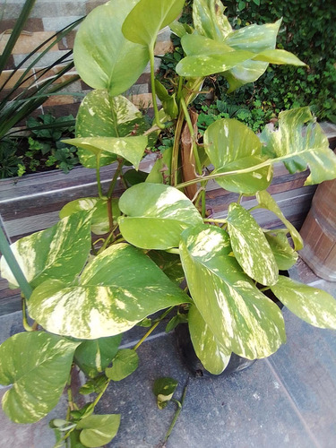 Planta Enredadera Telefono