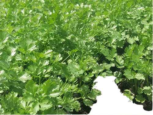 Semilla Cilantro Patimorado ( Hoja Fina ) 4 Lb