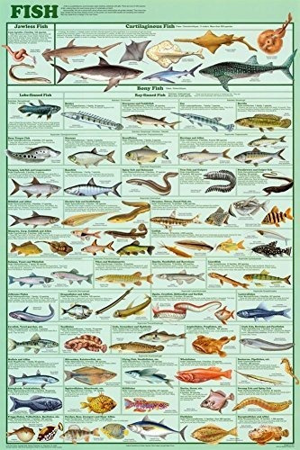 Pósteres - Fish Species Educational And Decorative Chart Pos