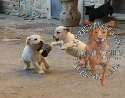 Labrador Con Libreta Sanitaria Al Dia, Garantia