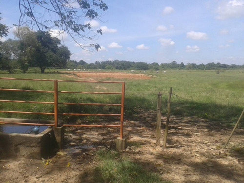 Imagen 4 de 22 de Finca Sector Caroní Estado Barinas En Venta