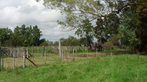 Imagen 2 de 12 de Campo Mixto En Las Flores De 200 Has . A 3 Km De Ruta 3